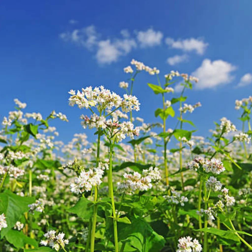 Ajda (Fagopyrum esculentum) je psevdožita rastlina z bogato zgodovino uporabe v prehrani in zeliščarstvu.