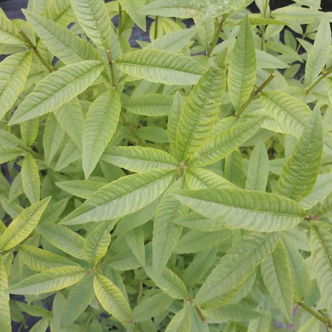 Citronka (Aloysia citrodora) – rastlina za pripravo čaja