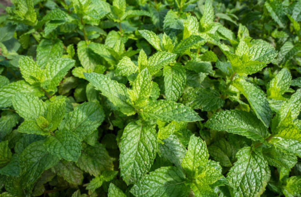 izdelek brez naslova (36)