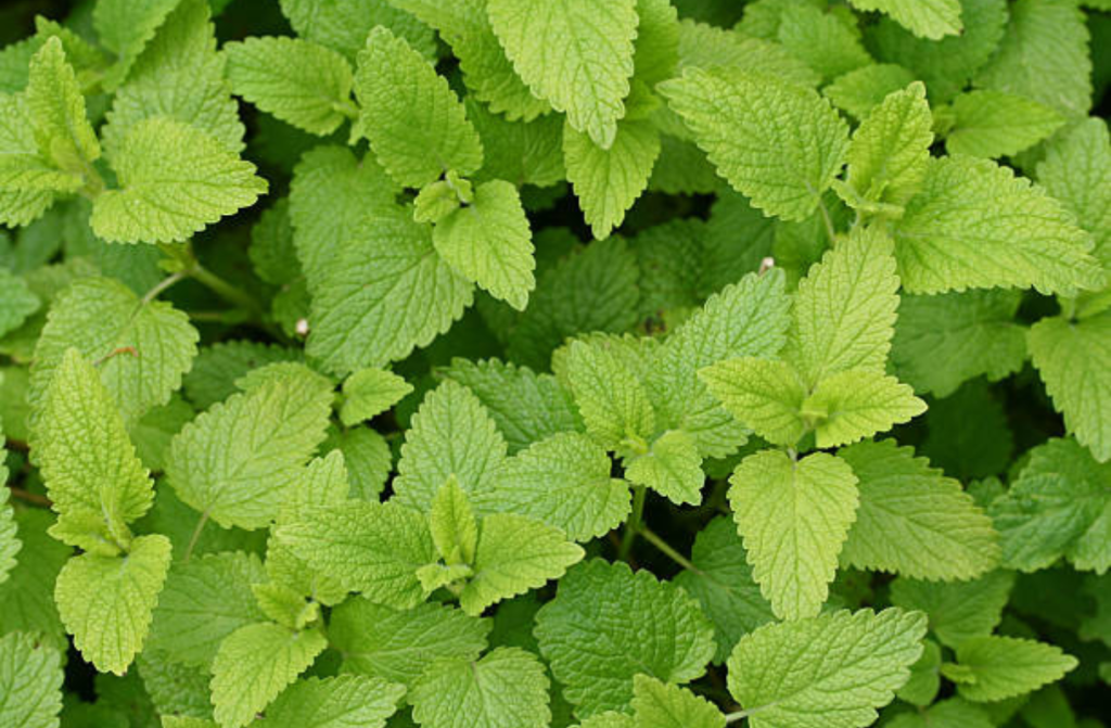 izdelek brez naslova (37)