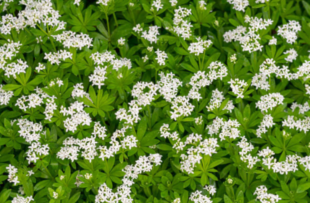 izdelek brez naslova (45)