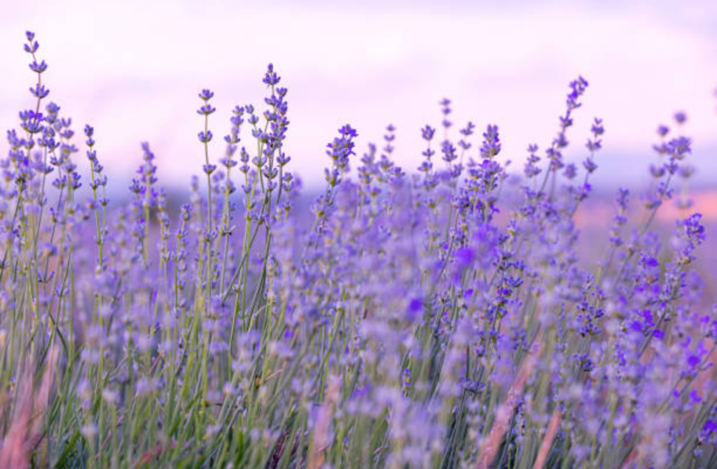 izdelek brez naslova (46)