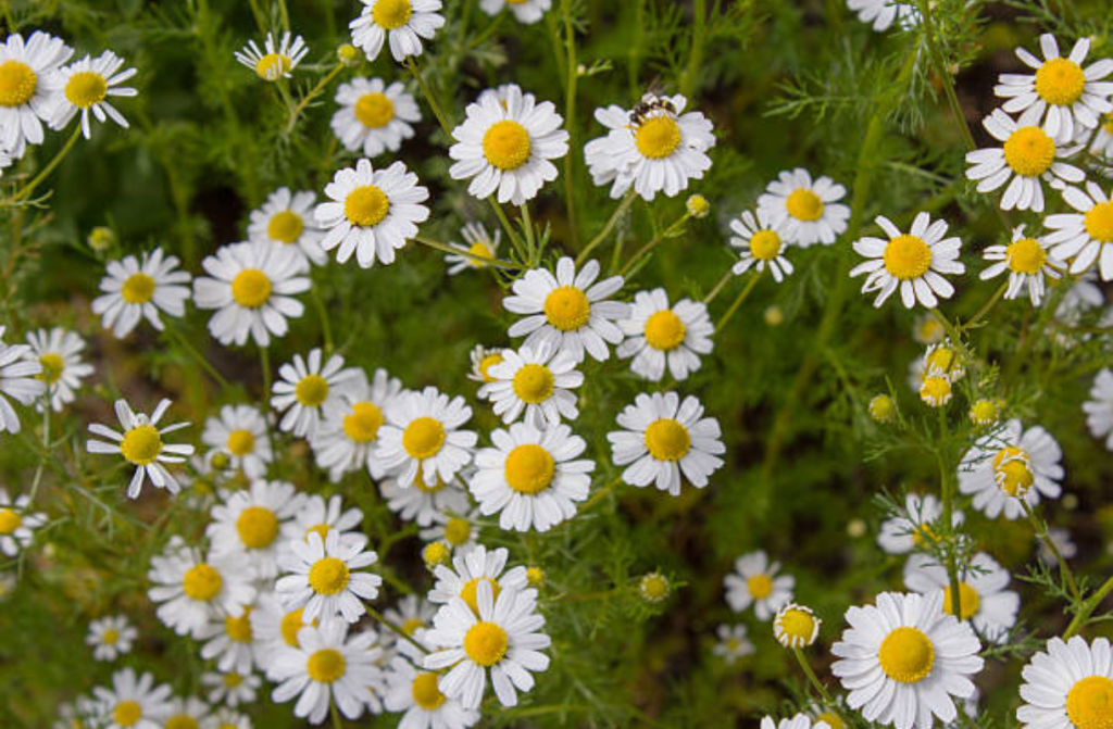 izdelek brez naslova (47)