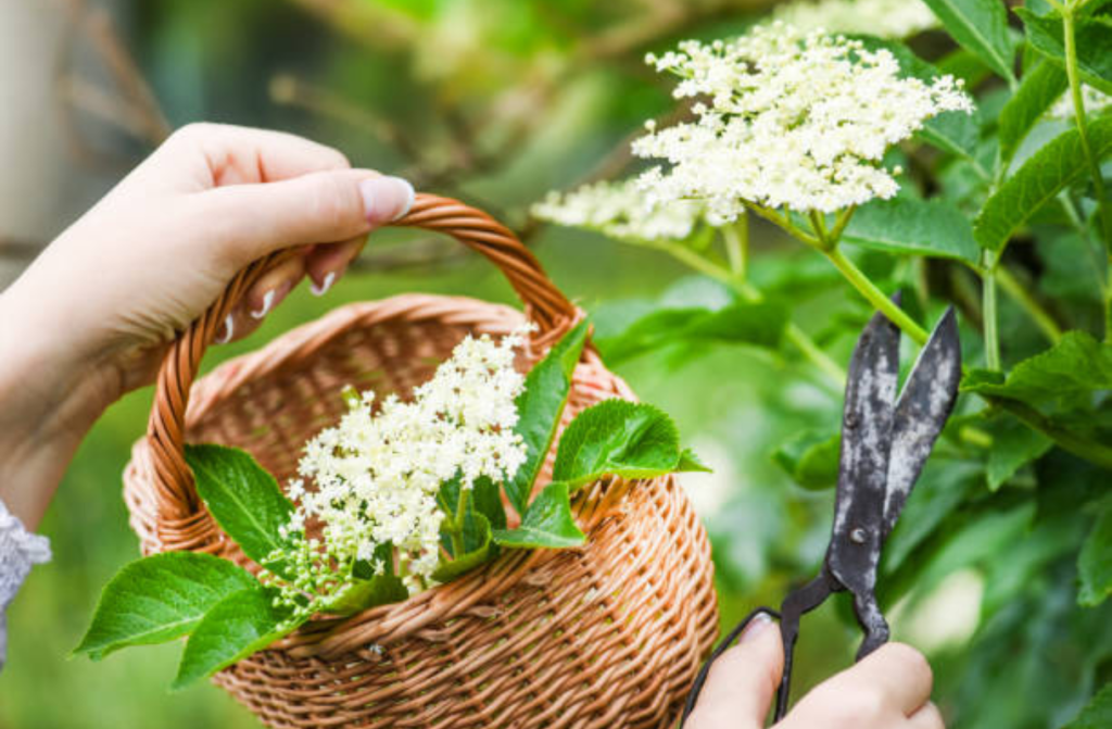 Nabiranje cvetov bezga