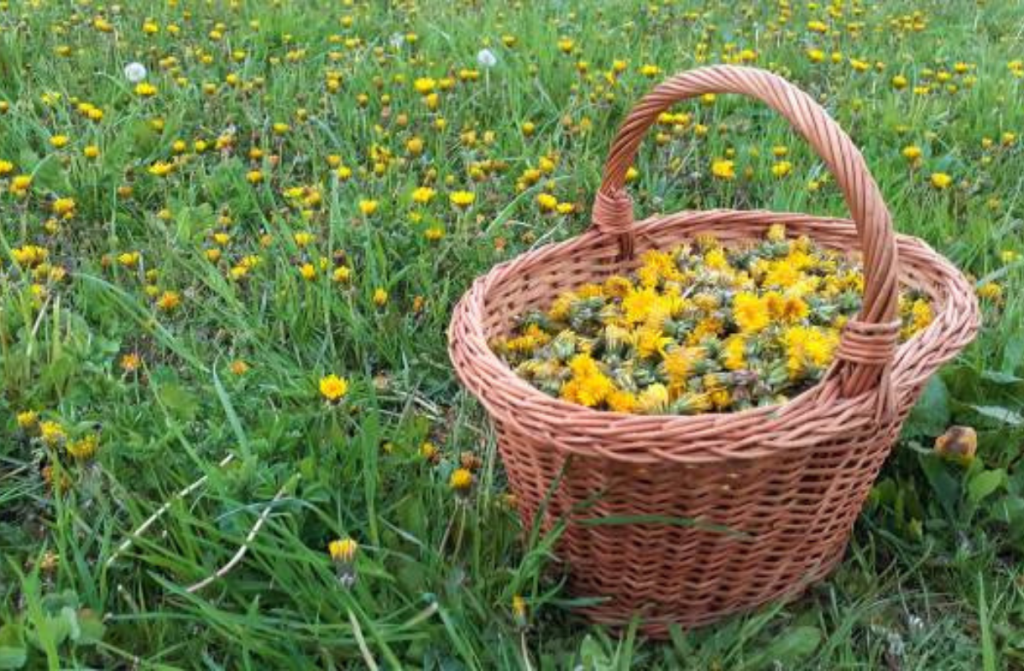 regratovi cvetovi v košari