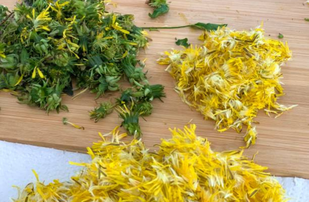 Priprava regratovih cvetov