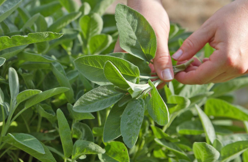 Ročno nabiranje listov žajblja (Salvia officinalis) na zeliščnem vrtu