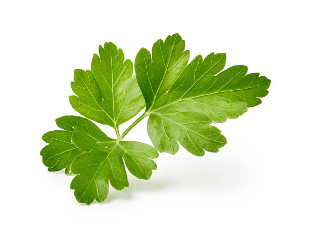 Parsley leaf isolated on white background Začimbe,Enolončnica,Zelišča Marjetka,domače začimbe,domača začimba,goveja juha začimbe,Peteršilj začimba 7g,Peteršilj (drobljen),osnovne domače začimbe,začimba za enolončnice,mediteranske začimbe,začimba za solate,začimba za meso,začimba za juhe,začimba za omake