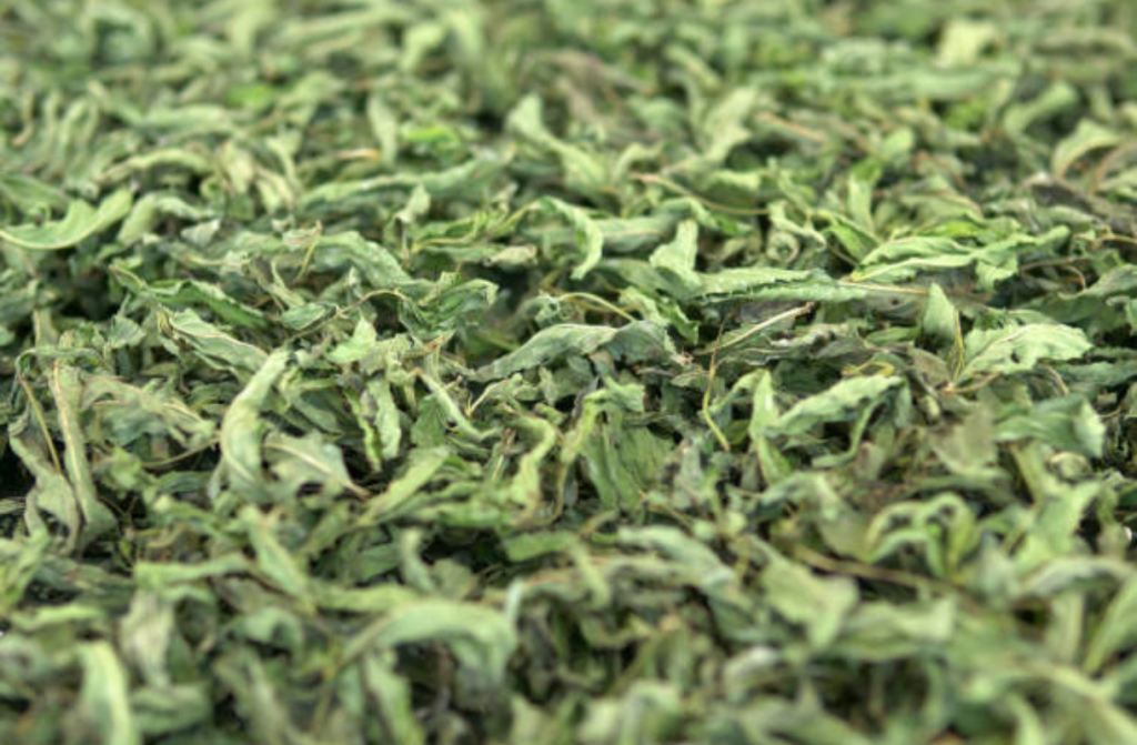 Posušeni listi melise (Melissa officinalis) za melisin čaj