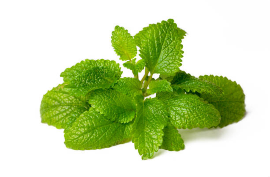 Sveži listi melise (Melissa officinalis) – aromatično zelišče z limoninim vonjem