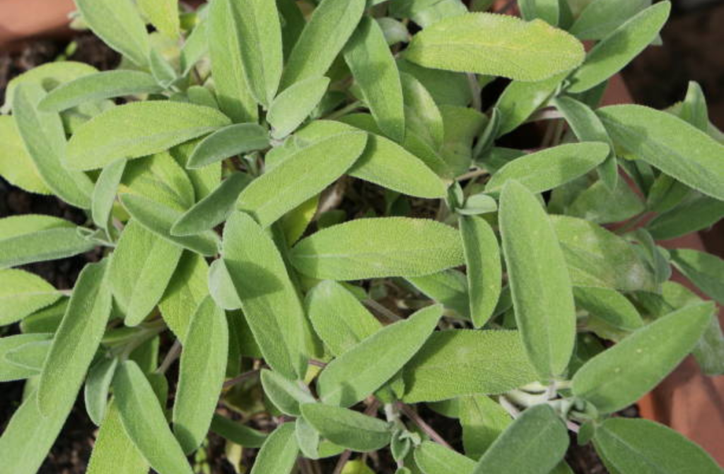 sveži listi žajblja (salvia officinalis) z značilno teksturo aromatične zeliščne rastline