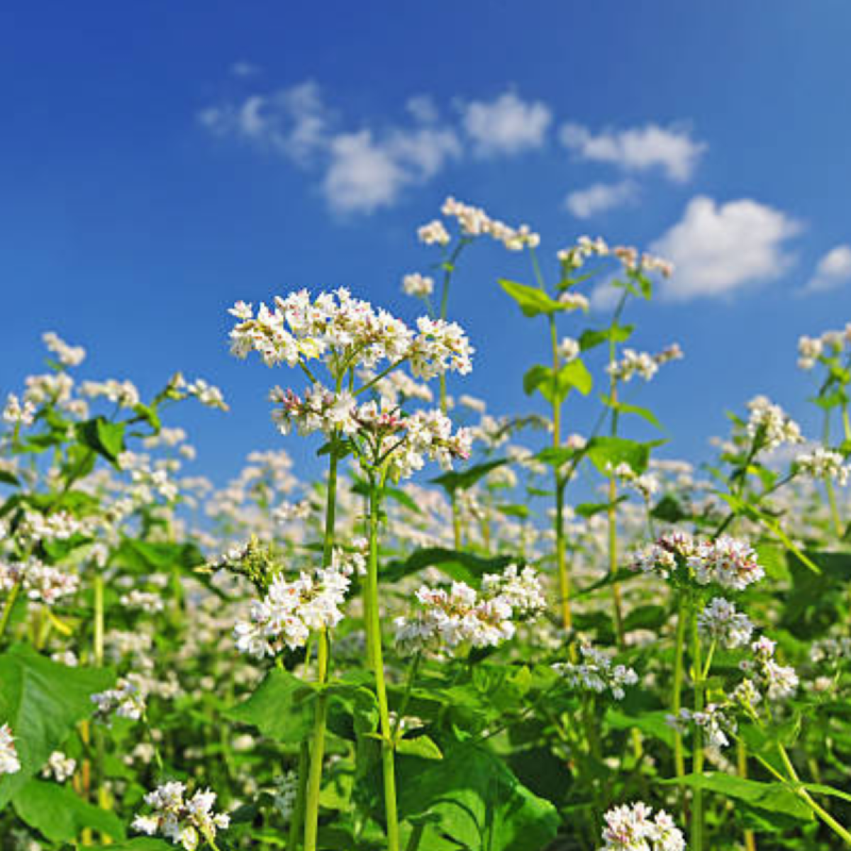 Ajda (Fagopyrum esculentum) je psevdožita rastlina z bogato zgodovino uporabe v prehrani in zeliščarstvu. Preberite botanični opis, uporabo in pripravo čaja.