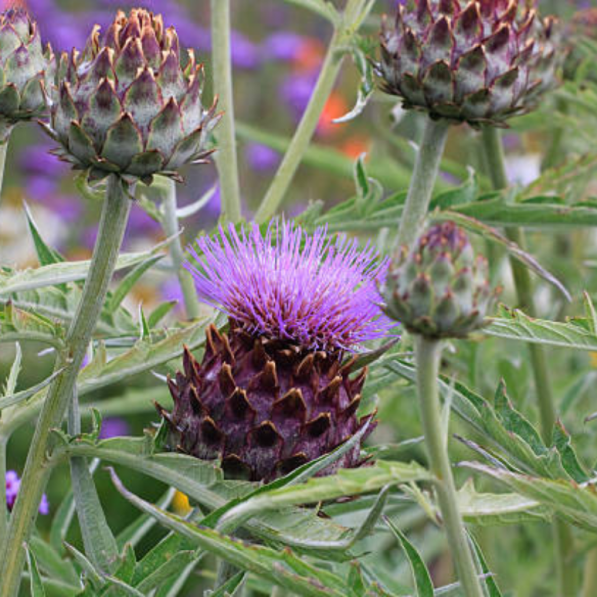 cvetna glavica artičoke (Cynara scolymus)