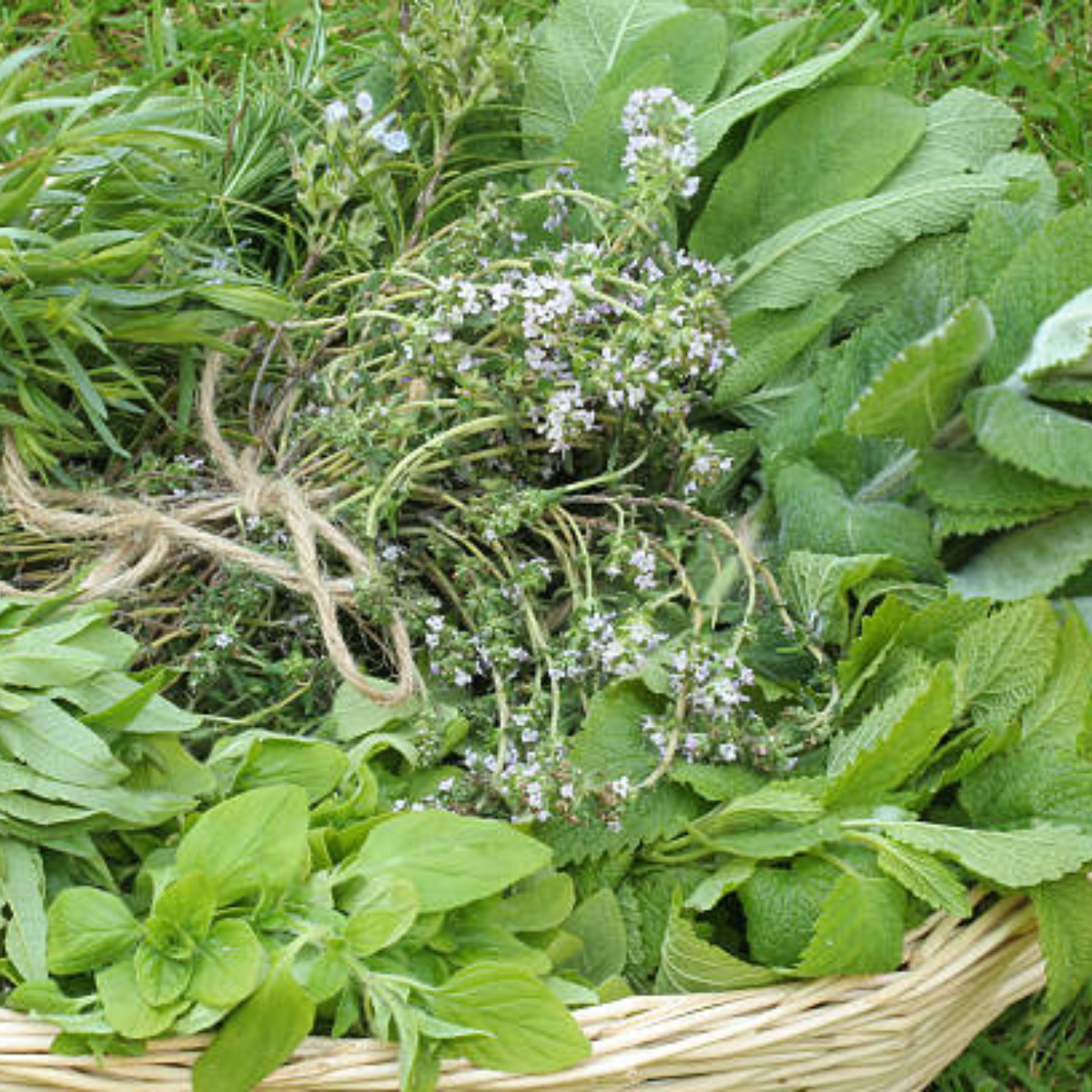 Košara z nabranimi zelišči avgusta – naravni zeliščni trenutki